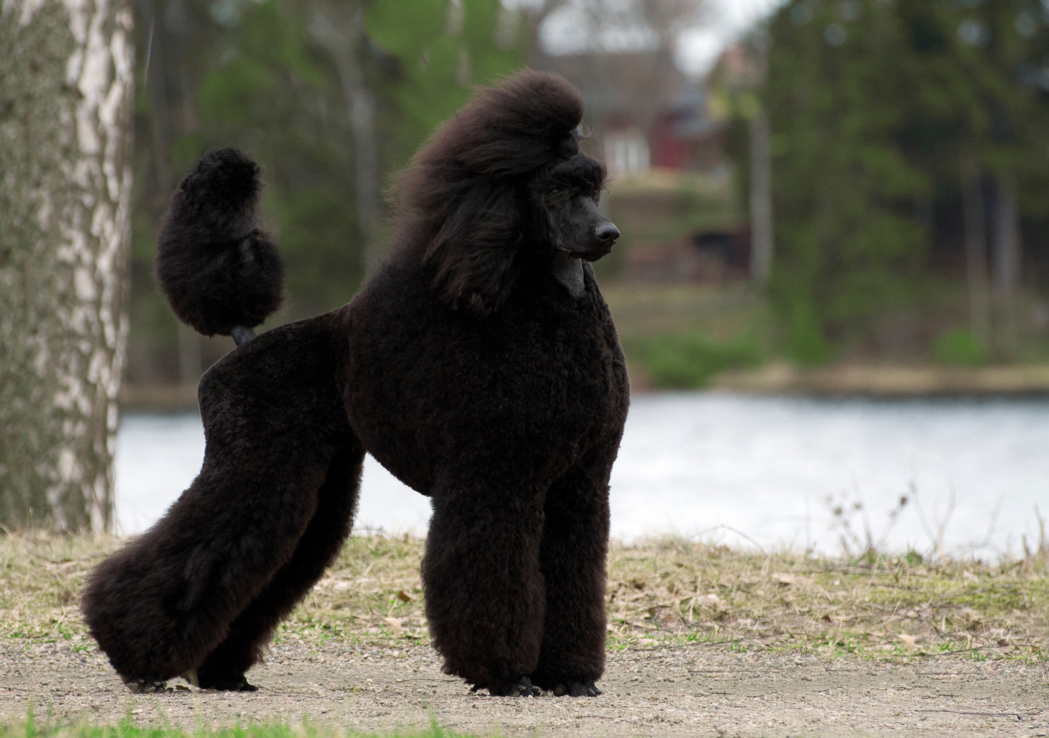 SEUCH Caniche Noir Kissed For Survival ”LizZy”